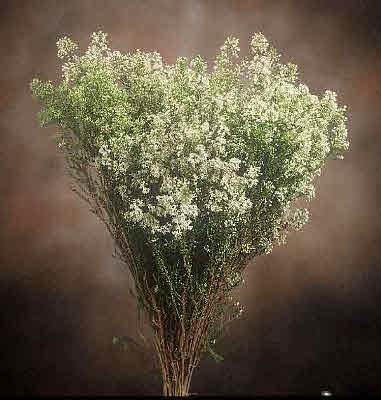 DIOSMA LINCARIS